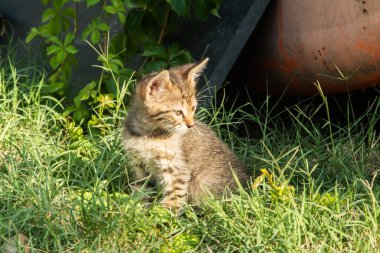 Tatlı sokak zencefilli kedi yavrusu yeşil çimlerde mutlu mesut oynuyor. Evsiz hayvanlara sonsuz sevgiyi bulmaları için yardım.