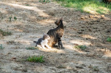 Anne sokak kedisi, kırsal alanda kuru toprakta küçük bir kedi yavrusuyla oturuyor, anneliğe odaklanıyor.