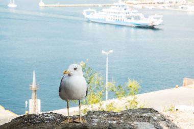 Sarı bacaklı martı güneşli bir liman, liman ve mavi deniz arka planına sahip bir kayanın üzerinde gururla duruyor.
