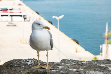 Sarı bacaklı martı güneşli bir liman, liman ve mavi deniz arka planına sahip bir kayanın üzerinde gururla duruyor.