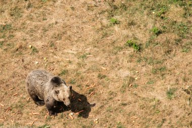 Kurtarılmış bir boz ayı, rehabilitasyon ve bakıma adanmış korunaklı bir sığınakta huzur içinde yürüyüp dinlenir.