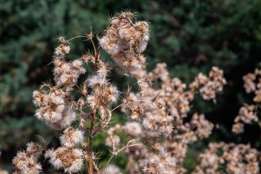 Güneş ışığında kurumuş devedikeni başları, arka plan veya doğa tasarımları için uygun doğal desenli desenler oluşturur.