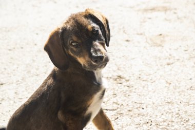 Güneşli bir günde kırsal çevreyi keşfeden küçük kahverengi köpek yavrusu, doğal zemin ve bitki örtüsünün üzerinde duruyor ve duruyor.