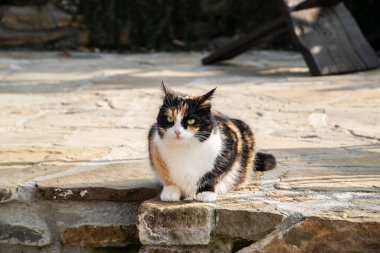 Kırsal kesimin girişinde dinlenen ev kedisi, rahatlığı, temizliği, huzuru ve basit kırsal kesimde yaşamayı ifade ediyor.