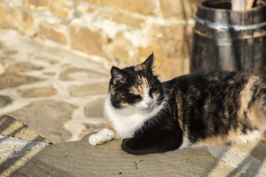 Sakin ev kedisi güneşli kırsal avluda dinleniyor, rahatlık, sadelik ve huzurlu kırsal yaşam ifade ediyor.