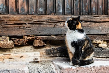 Eski bir kırsal evin ahşap kirişlerinde dinlenen sevimli ev kedisi sıcaklığını, sakinliğini ve geleneğini ifade ediyor.