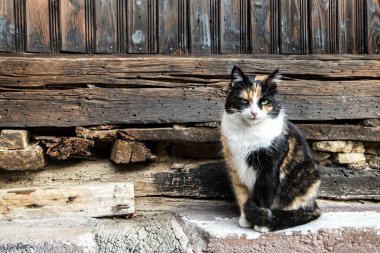 Eski bir kırsal evin ahşap kirişlerinde dinlenen sevimli ev kedisi sıcaklığını, sakinliğini ve geleneğini ifade ediyor.