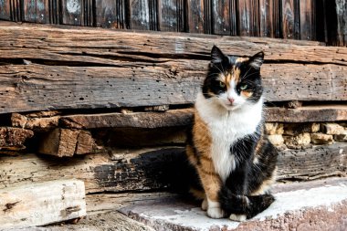 Eski bir kırsal evin ahşap kirişlerinde dinlenen sevimli ev kedisi sıcaklığını, sakinliğini ve geleneğini ifade ediyor.