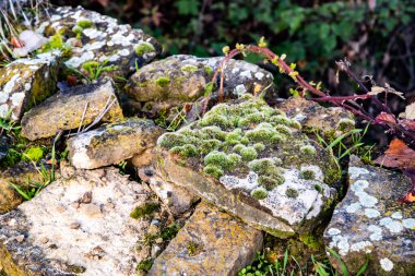 Terk edilmiş taşra duvarı taze yosun ve yabani bitki örtüsüyle kaplı. Kışın güneş ışığında doğal dokulu bir zemin oluşturuyor.