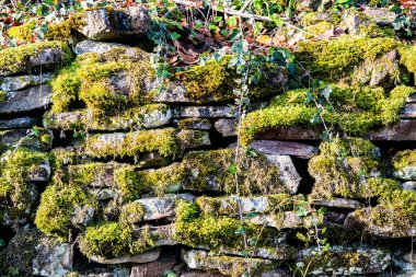 Doğal yosun, kış ışığında taş duvar dokusunu, tasarım, ekolojik ve organik kavramlar için kırsal arka planı kaplamıştır.