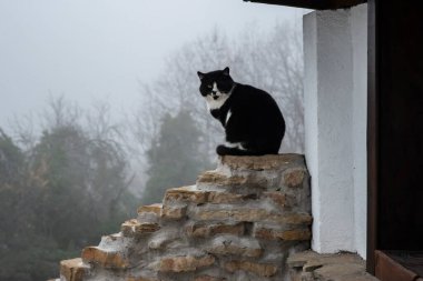 Kara beyaz kedi, sisli bir kış gününde kırsal bir evin yakınındaki taş bir duvarda oturuyor.