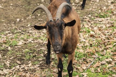 Sonbahar mevsimi boyunca kırsal dağ çiftliğinde boynuzlu Alp keçisinin yakın plan portresi.