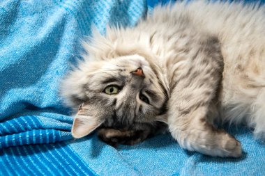 Yumuşak tüylü bir evcil kedinin kanepede rahatça dinlenmesi, sıcaklığını, sakinliğini ve sıcak ev atmosferini ifade etmesi..