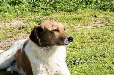 Dost canlısı melez köpek, güneşli kırsal alanda dinleniyor, kırsal yaşam tarzı ve hayvan arkadaşlığı kavramı..
