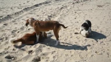 Güneşli kumsalda oynayan bir grup dost canlısı melez köpek özgürlüğü, neşeyi, arkadaşlığı ve hayvan refahını sembolize ediyor..