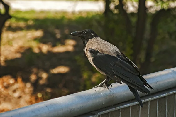 Corbeau sur une rampe de fer — Photo