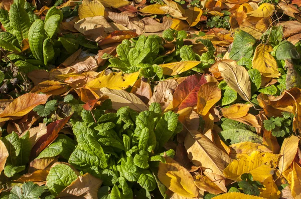 Pelouse de jardin en automne gros plan — Photo