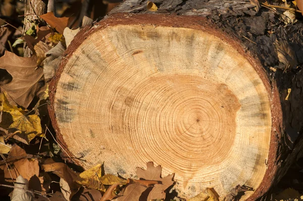 Tronco di quercia tagliato — Foto Stock