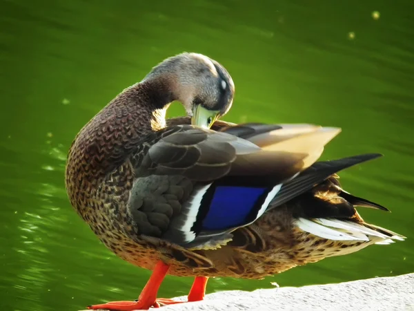 Saf ördek — Stok fotoğraf