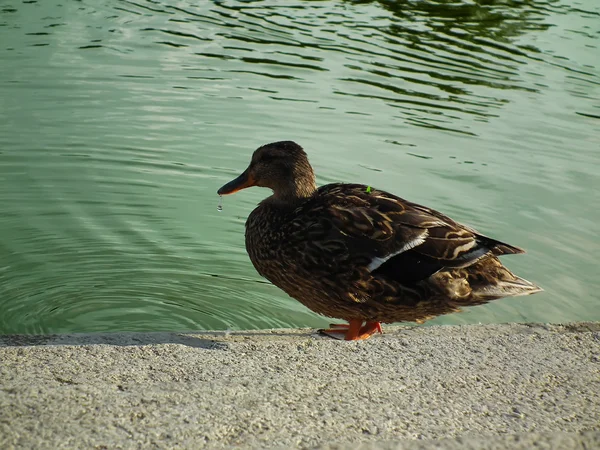 Le canard avec goutte d'eau — Photo