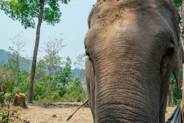 Closeup of the Asian elephant in the country of Thailand. — Stock Photo, Image