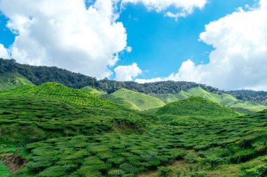 Cameron Highlands, Malezya 'daki Çay Çiftliği.