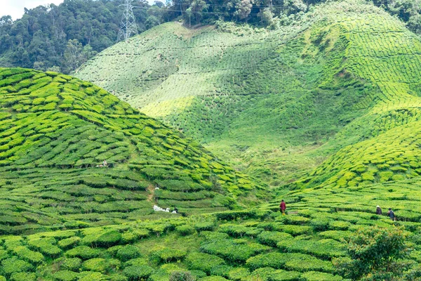 Plantation de thé dans les Cameron Highlands, Malaisie. — Photo