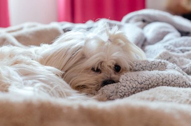 Sevimli Maltese köpek yavrusu insan yatağının örtüleri arasında uyuyup kameraya bakıyor..