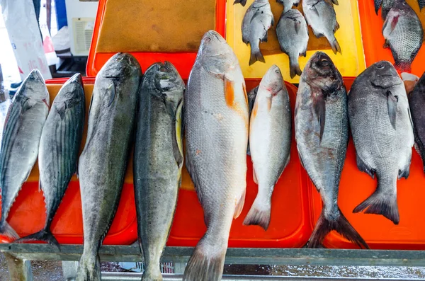 Färgrik färsk tropisk fisk på marknaden i Lima, Peru. — Stockfoto