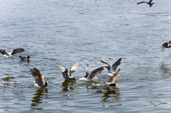 Gaviotas, Aves de las gaviotas en el agua, Vista de cerca de aves blancas, Fondo de agua azul natural. — Foto de Stock
