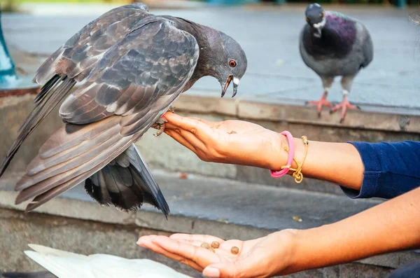 Mains d'une jeune femme nourrissant un pigeon de la paume de sa main. — Photo