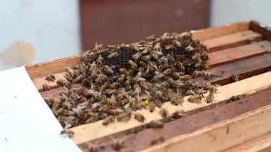 Arı kafeslerindeki arılar. Taraklarda arı balı. Arı ekmekle bal peteği. Arı ekmeğinin tıbbi özellikleri. Apioterapi