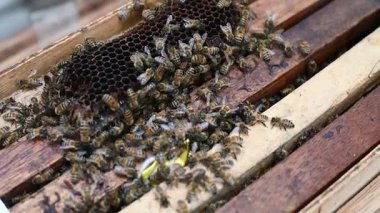 Arı kafeslerindeki arılar. Taraklarda arı balı. Arı ekmekle bal peteği. Arı ekmeğinin tıbbi özellikleri. Apioterapi