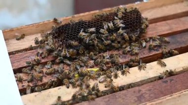 Arı kafeslerindeki arılar. Taraklarda arı balı. Arı ekmekle bal peteği. Arı ekmeğinin tıbbi özellikleri. Apioterapi