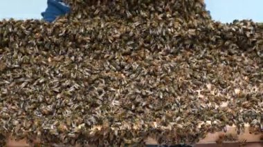 Arıcı arıları sakinleştirmek için arı kovanları tüttürür.