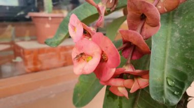 Peru 'nun merkezindeki ormandan gelen küçük eşekarısı bir çiçeğin üzerine tünemiş.