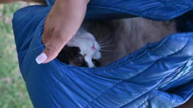 Rahat kedi, yumuşak bir insan eli tarafından şımartılan mavi bir kabarık ceketin içinde sıcacık bir kucaklaşmadan hoşlanır.