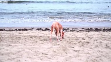 Arka planda okyanus olan kumlu bir sahilde koşunun ortasında tüysüz pembe bir köpek.