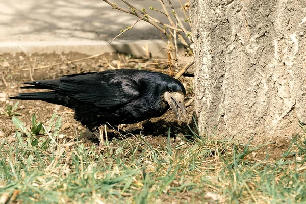 Kara Bir Kuzgun Ağacın Yanında Yiyecek Arıyor Kale Yiyecek Arıyor — Stok fotoğraf