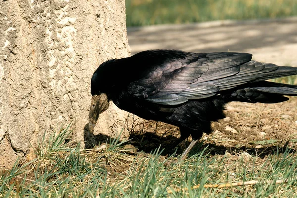 Pájaro Negro Busca Comida Cerca Del Árbol Torre Mirando Suelo — Foto de Stock