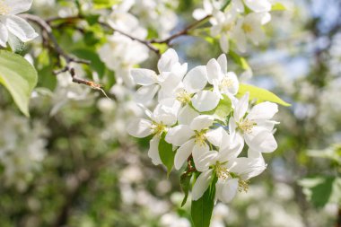 İlkbaharda ağaç dalında elma ağacı çiçeği. Arkaplan parlak ve bulanık