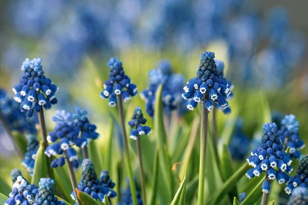 Muitas Flores Azuis Pequenas Bonitas Luz Dia Plantas Muscari — Fotografia de Stock