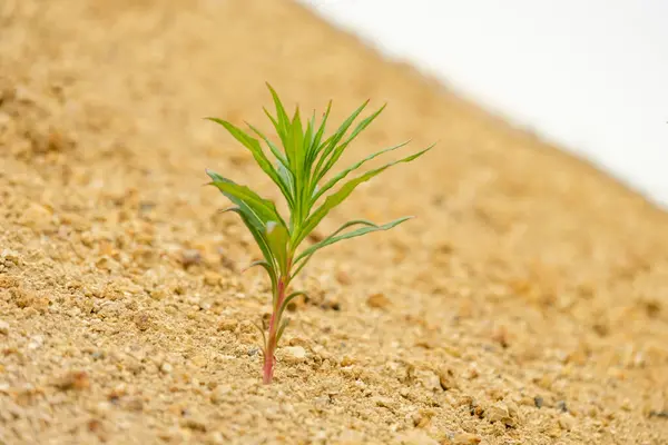 Planter Sur Pente Une Carrière Sol Jaune Plante Pousse Malgré — Photo