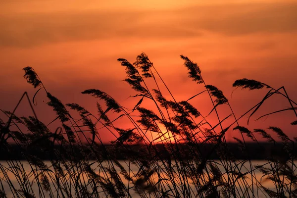 貯水池の夕日を背景に葦のシルエット 赤い夕日と葦 — ストック写真