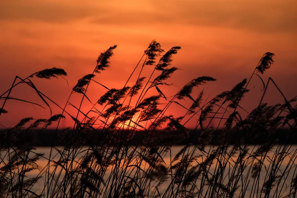 湖の夏の日没 前景の葦 悲劇的な赤い空 日没時に湖のそばで — ストック写真