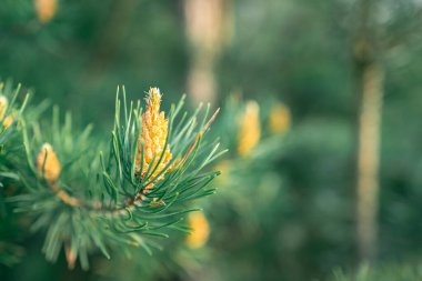 Çam ağaçları, yeşil ormanın arka planında parlak yeşil bir renk. Ormanda bahar günü konsepti