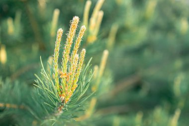 İlkbaharda taze filizleri olan çam dalları. Taze yapraklı kozalaklı ağaç.