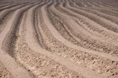 Patates ekmek için sıra sıra ekilmiş toprak tarlası. Sadece patates ektim.