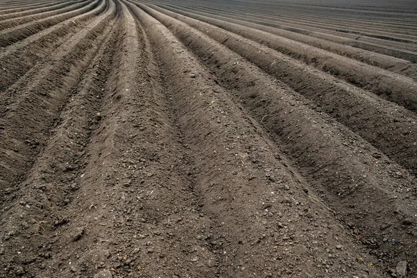 Rijen Gecultiveerde Grond Met Aardappelen Geplant Het Veld Recente Aardappelaanplant — Stockfoto