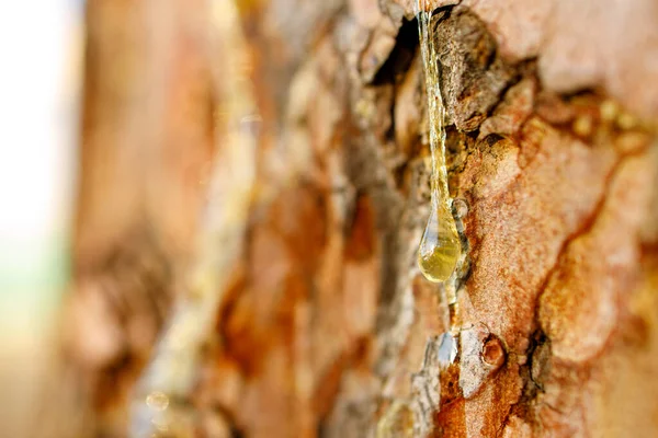 Resin Pine Trunk Background Out Focus Close Liquid Amber Resin — Stock Photo, Image